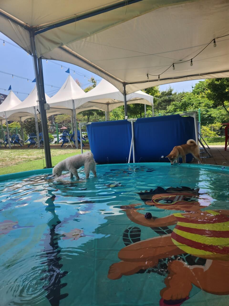 생방송투데이 오늘도 달린다! 청년 사장 경기 포천 20대 애견 카페 사장 편 뽀야네 딩가댕가 생방송투데이 3779회