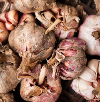 마늘 효능 효과 부작용 당뇨 혈관 건강
