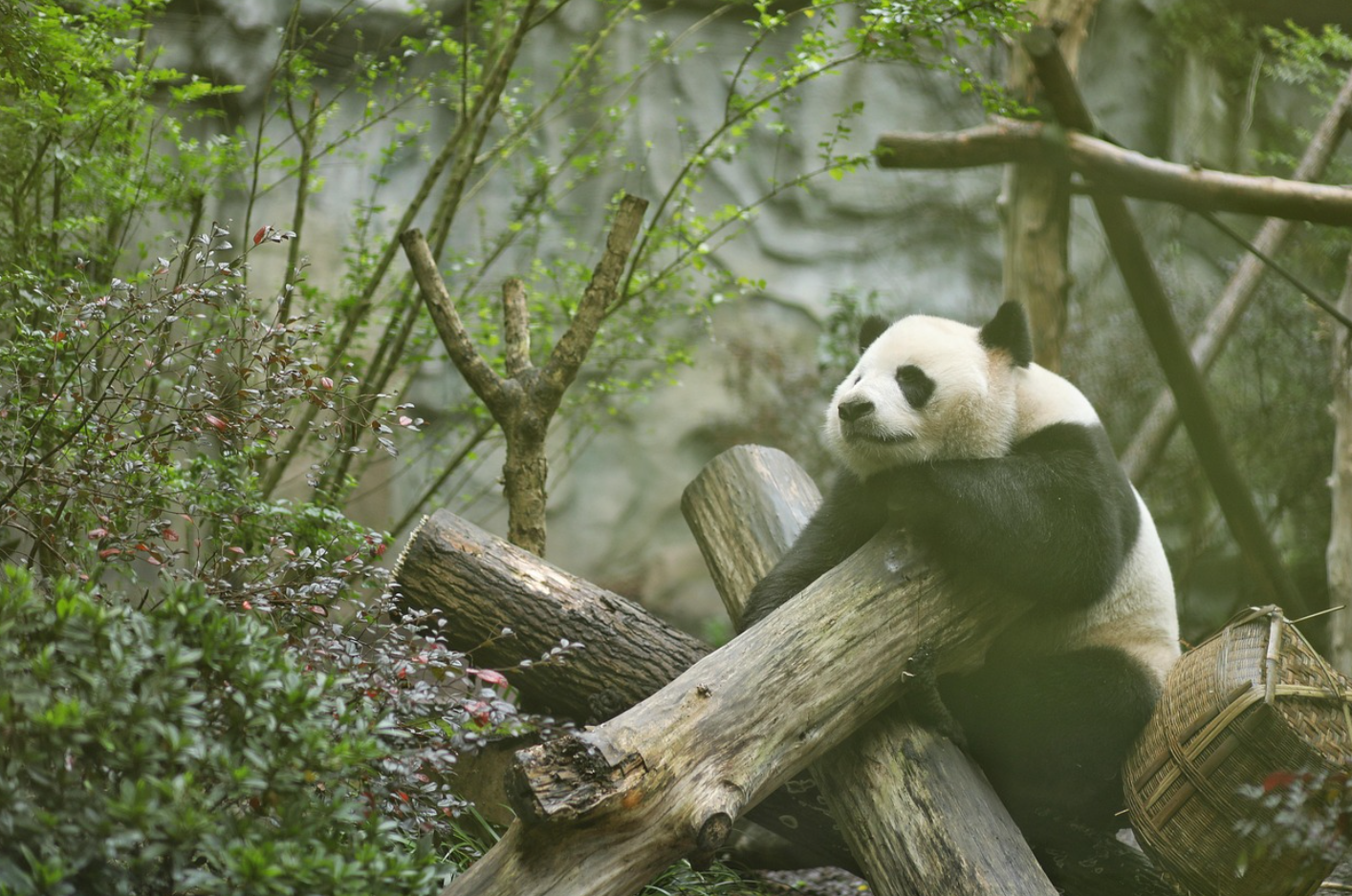 대나무 숲의 은둔자, &lsquo;자이언트 판다&rsquo; 사랑받는 동물이지만 살아남기 어려운 이유