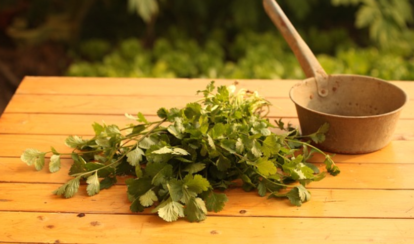 고대 페니키아인의 해양 약초 및 의약품 활용