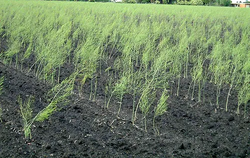 아스파라거스 재배 이식 시기 순 수확 내한성 관리_8