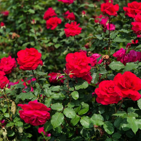 수성패밀리파크