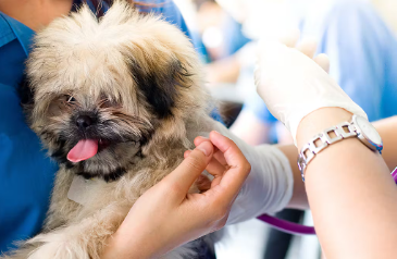 개의 심장병 "승모판 폐쇄부전증"