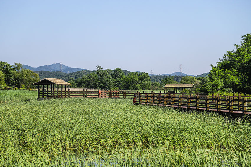 안산 갈대 습지