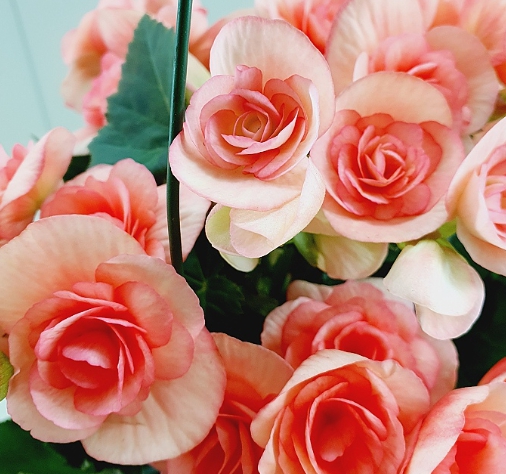 겨울 꽃 베고니아