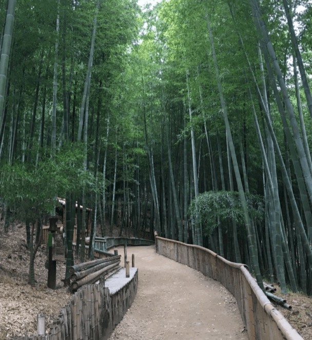 거제맹종죽테마공원_숲길