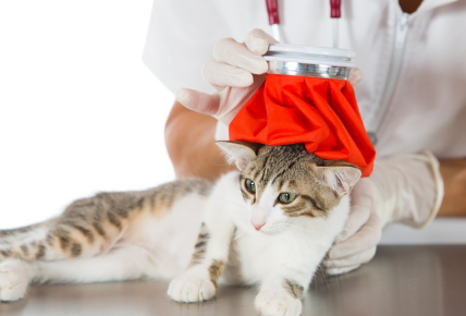 얼음주머니를 갖다대는 고양이.