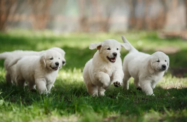 골든리트리버/출처:어도비스톡