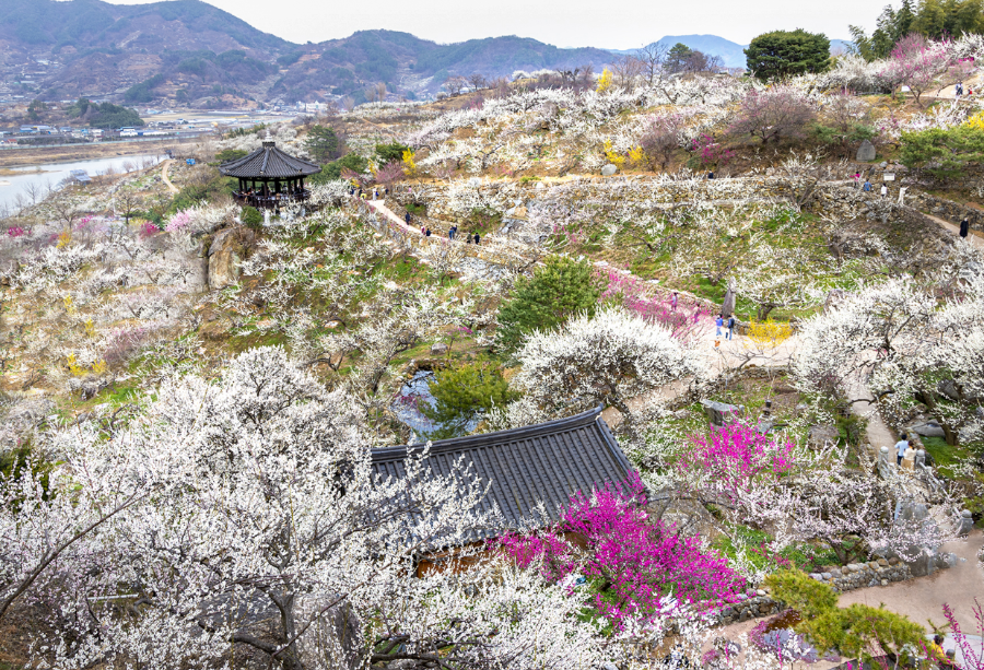 2025 광양 매화축제 완벽 가이드 ❘ 일정, 주차, 맛집 총정리!