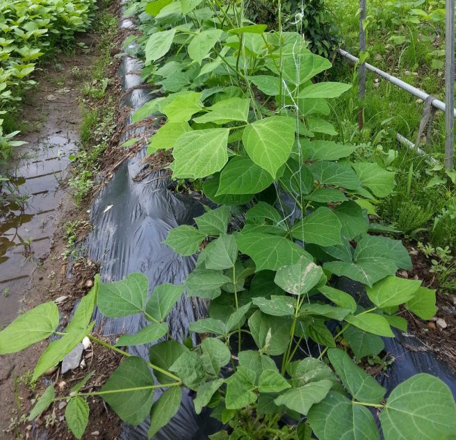 히카마 먹는법 효능 보관법 주의할 점