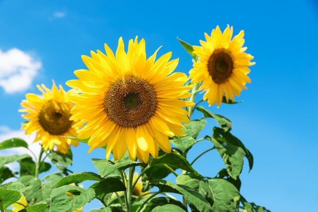 태양을 향해있는 해바라기