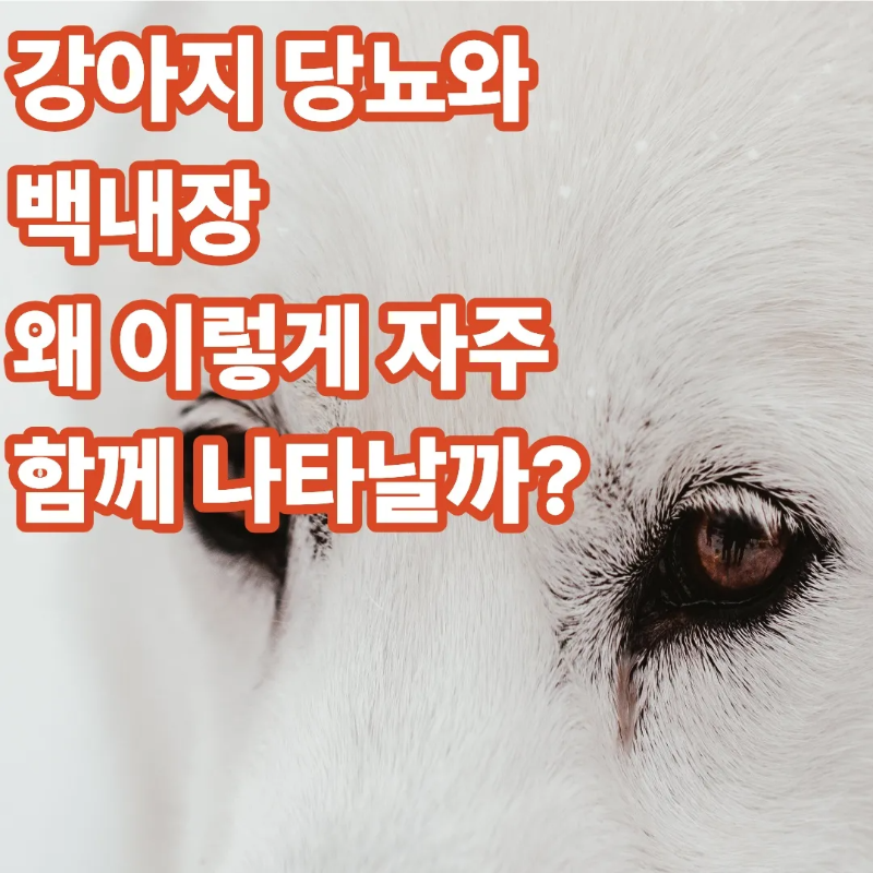 강아지 당뇨와 백내장, 왜 이렇게 자주 함께 나타날까?