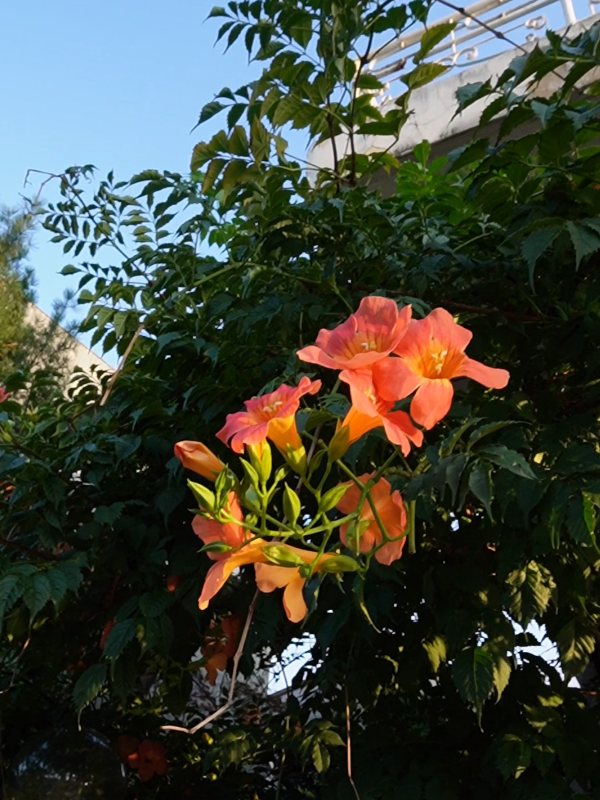 ZV-E10ㅣSEL11F18ㅣ@real._pk