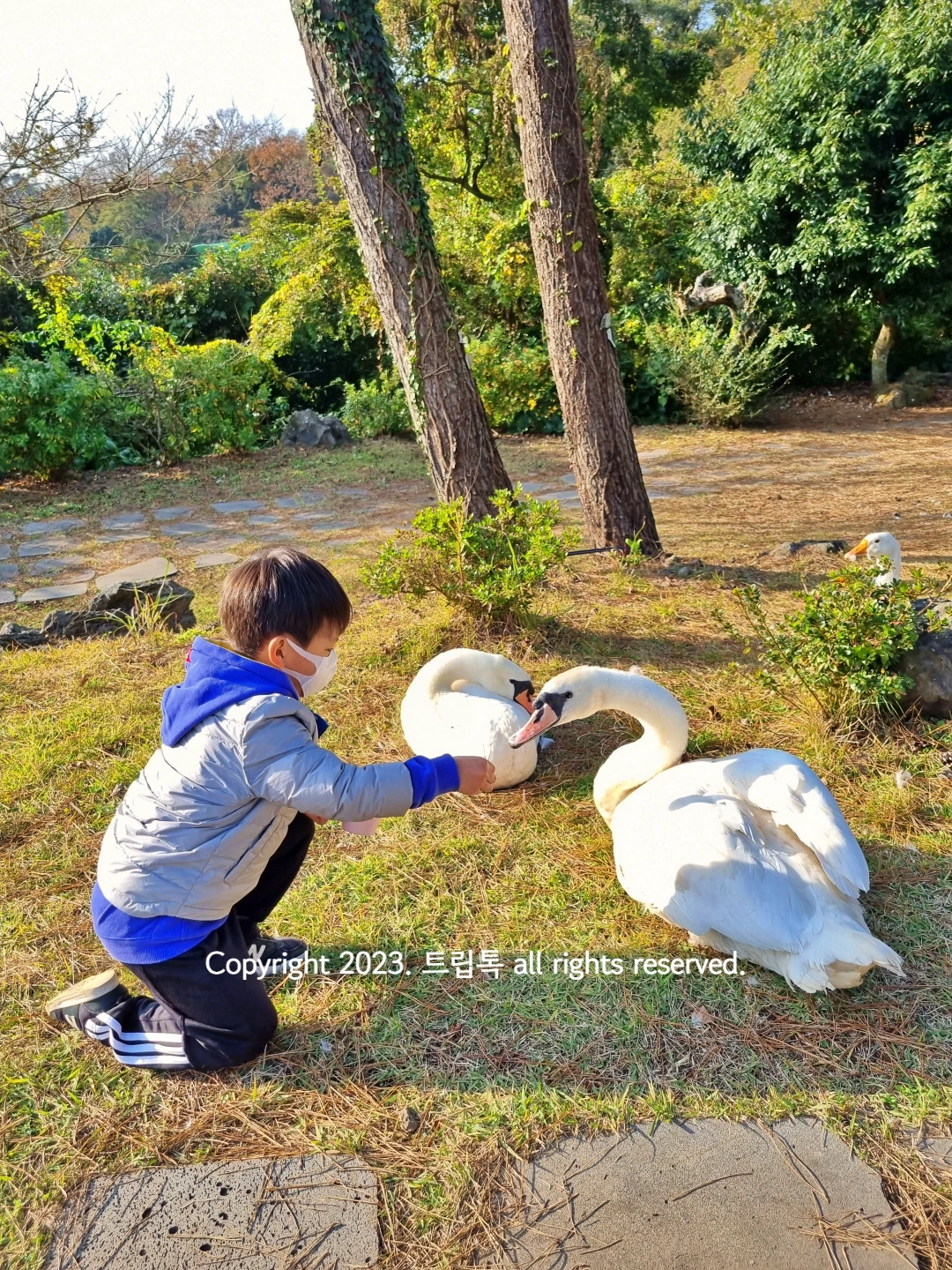 잔디에 앉은 백조 2마리에게 먹이를 주는 아이