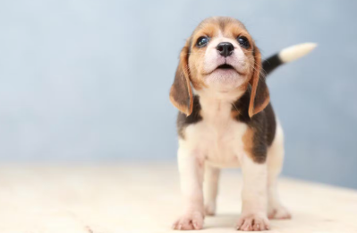 강아지가 달콤하게 씹는 이유