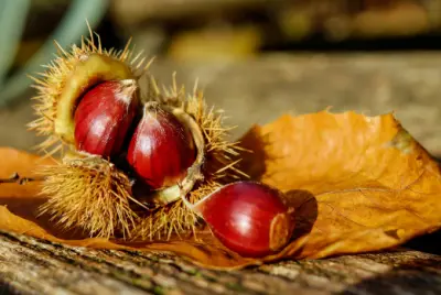 가을 제철음식 밤 효능과 영양성분