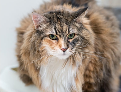 고양이가 싫어하는 냄새