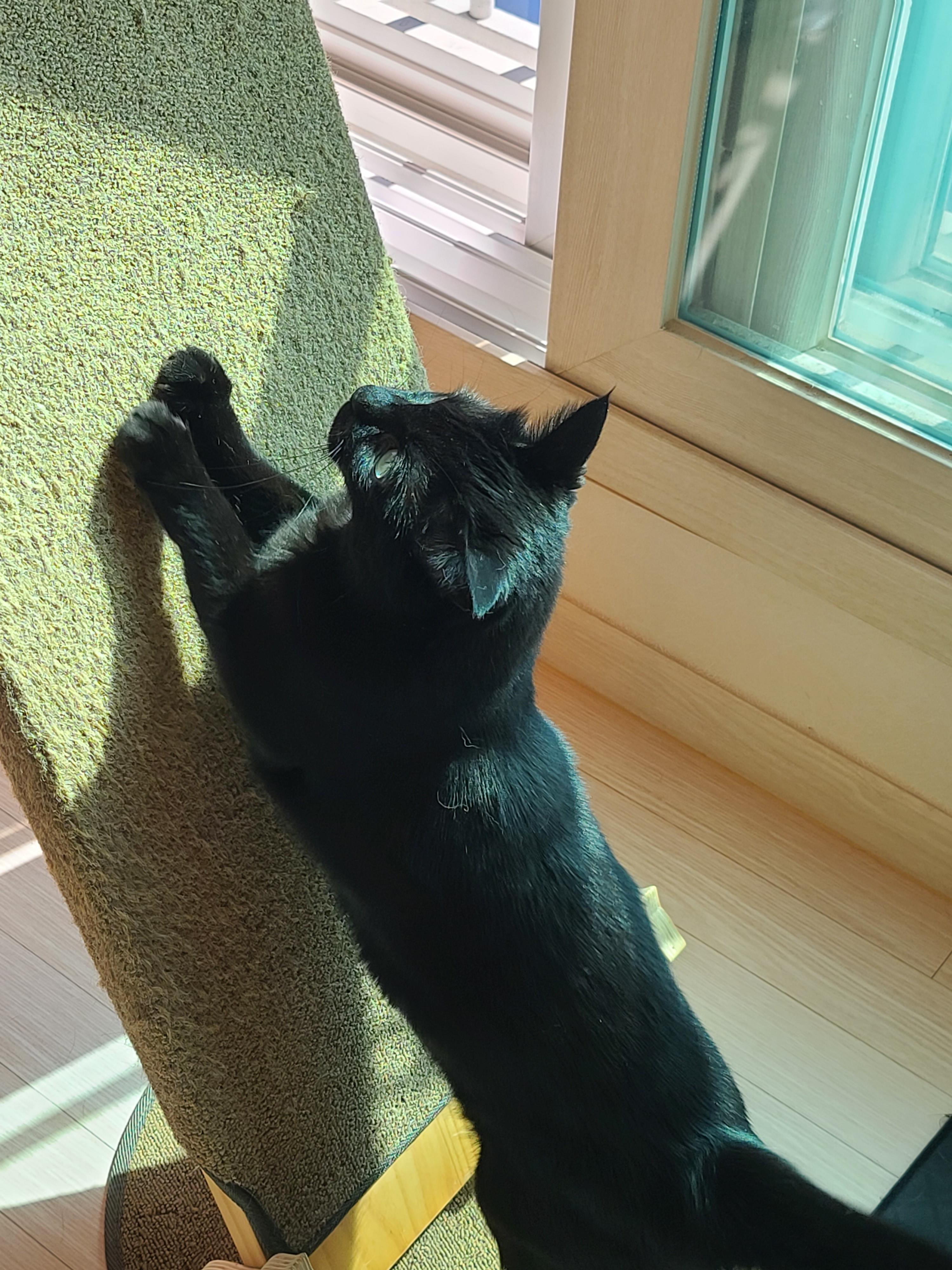 햇살이 쨍한날 아침 고양이들 (feat. 안전방충망)