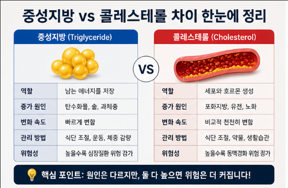 중성지방 vs 콜레스테롤 차이, 제대로 모르면 계속 수치 안 떨어진다