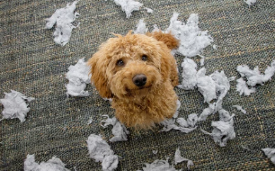 강아지 분리불안/출처:어도비스톡