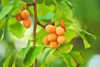 은행 열매 가격 및 효능&amp;#44; 영양성분과 부작용