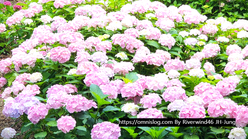 수국 水菊 hydrangea flower