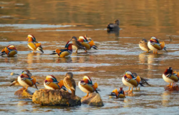 2025 도봉별빛축제