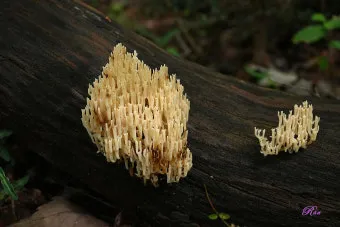 싸리버섯 효능 종류 채취시기 제철 손질법 요리법싸리 보관방법 정리_14