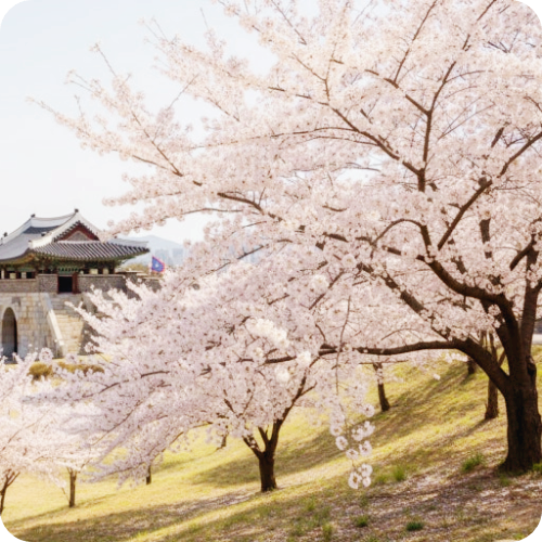 경기도 벚꽃 주차 가능한 한적한 명소 광주 가평 연천 봄 풍경