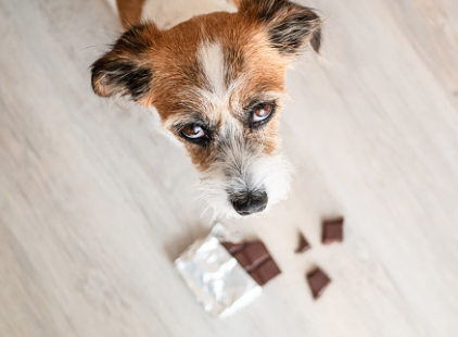 바닥에 떨어진 초콜릿과 강아지