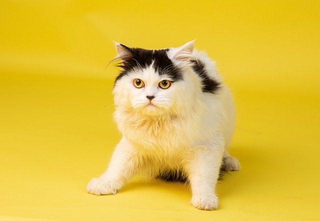 우울한 고양이