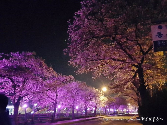 정읍 벚꽃축제 야경 명소