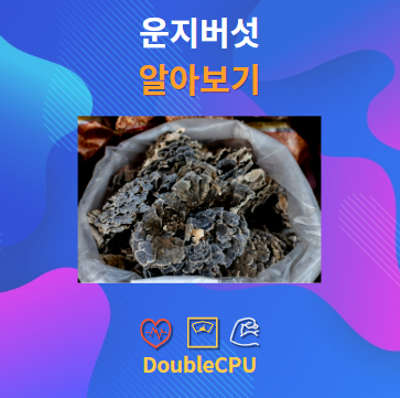 운지버섯 알아보기