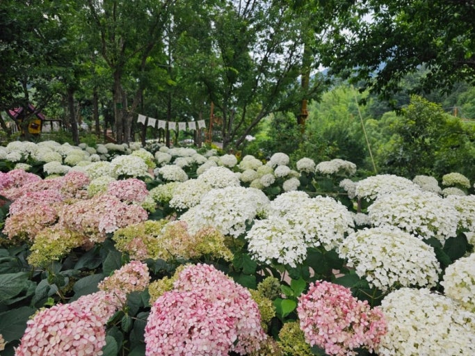 [6월 축제]2025 월아산 수국 수국 페스티벌❘기간, 일정, 체험 프로그램 및 공연 정리