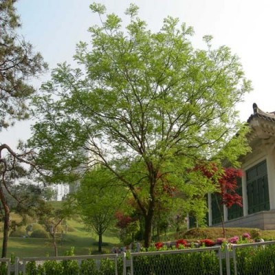 [정원수목]소형 정원에 딱 맞는 포인트 수목 추천 리스트