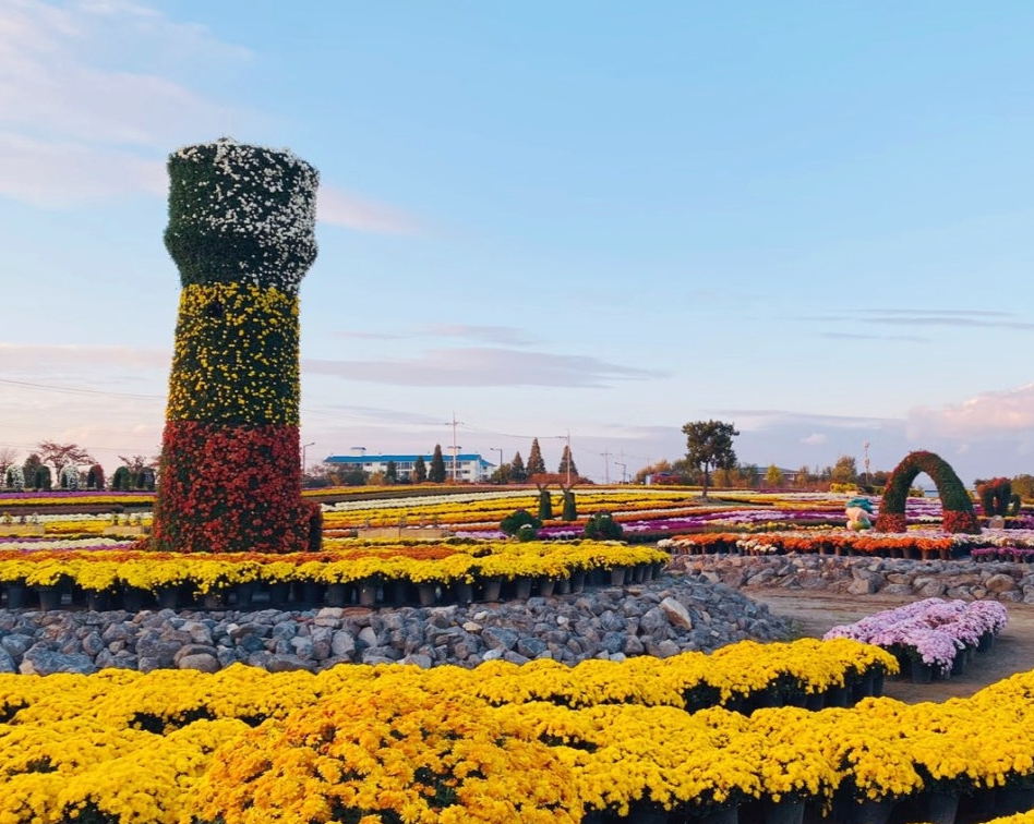 연천 국화축제