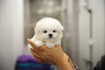 비숑 프리제 분양가격 종류 미니비숑 성격_11