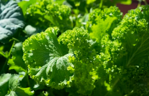 취나물부터 두릅까지: 향긋함 그대로 보존하는 진공 포장 기술과 냉동 보관 노하우