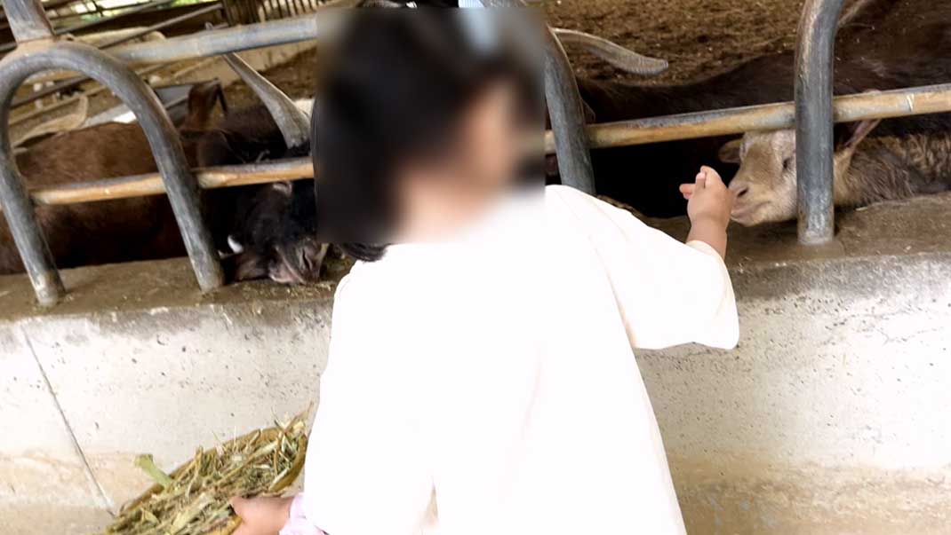 아그로랜드 수레국화