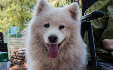 업의 사모예드.