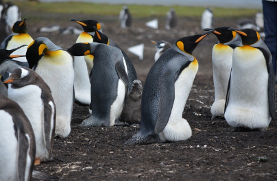 펭귄 뒤집기 담당자
