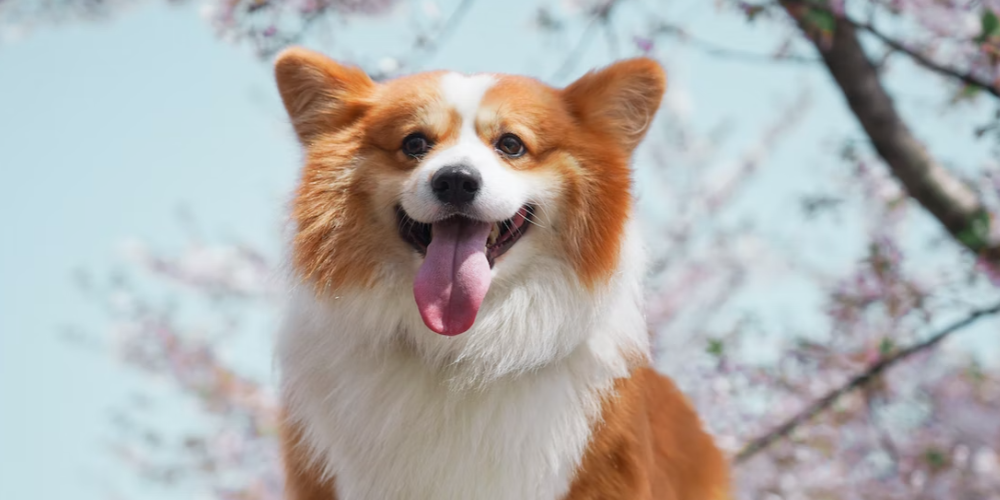 강아지 침흘리는 이유 1