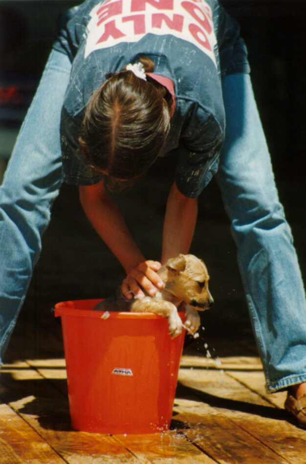 목욕 중인 강아지 사진