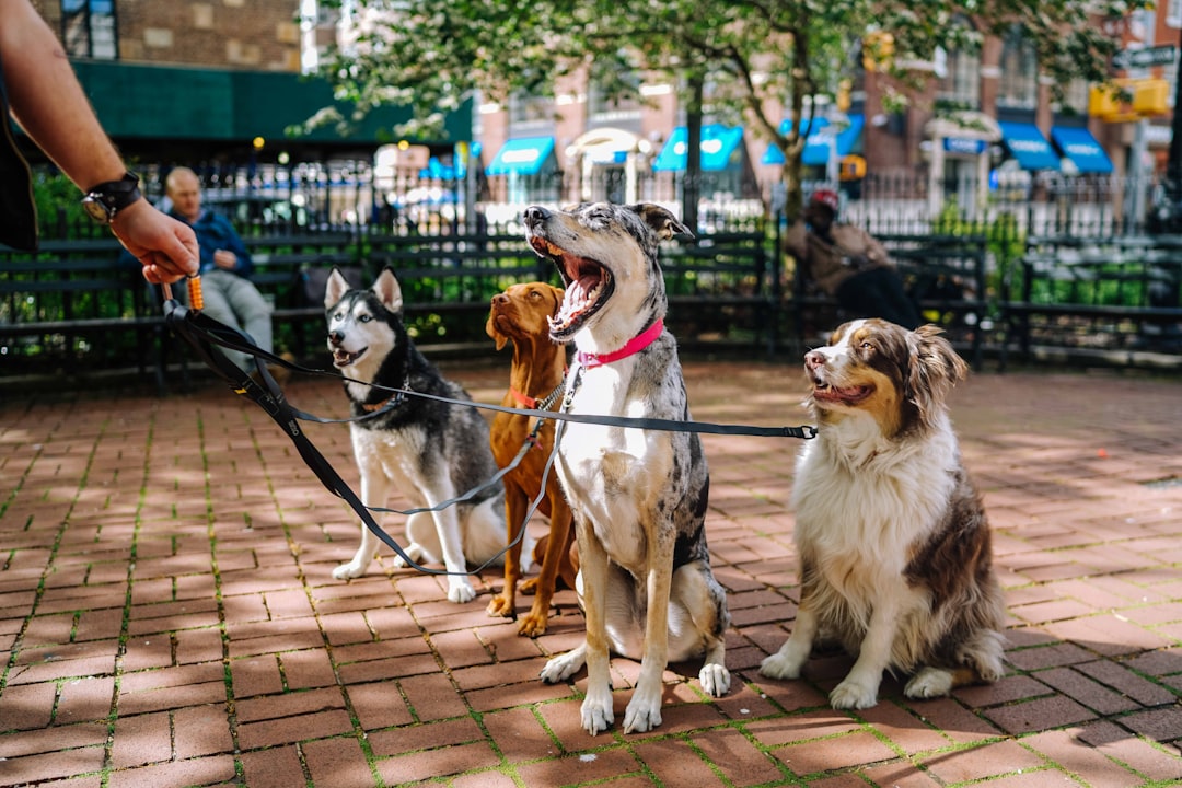 Pet-friendly