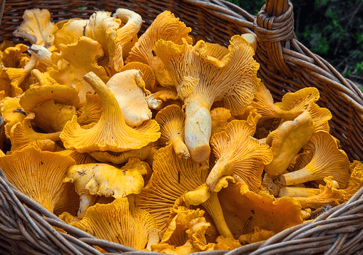갈색 바구니에 노란 꾀꼬리버섯이 한가득 있다. 갓은 꽃잎처럼 예쁘게 퍼져있고 대는 날씬하다.
