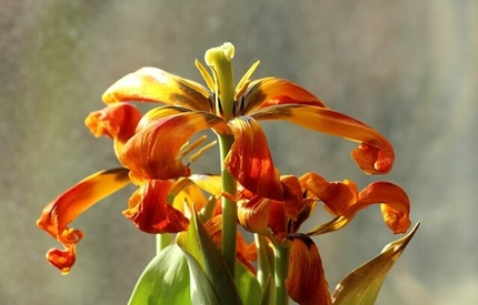 폐경기 여성의 건강 관리