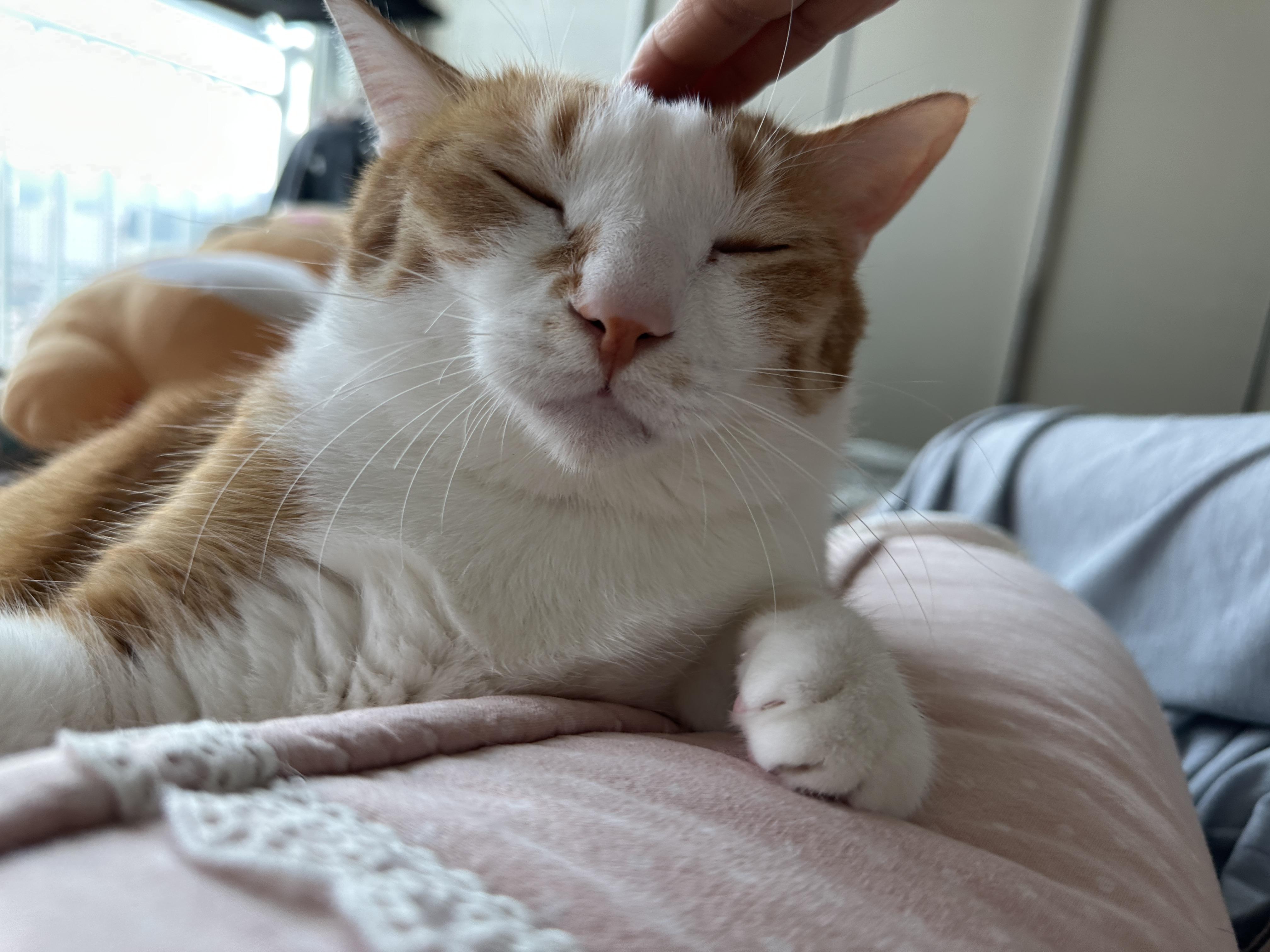 엄마한테_쓰담_받는_호야_표정