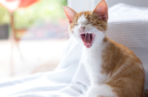 하품하는 아기 고양이