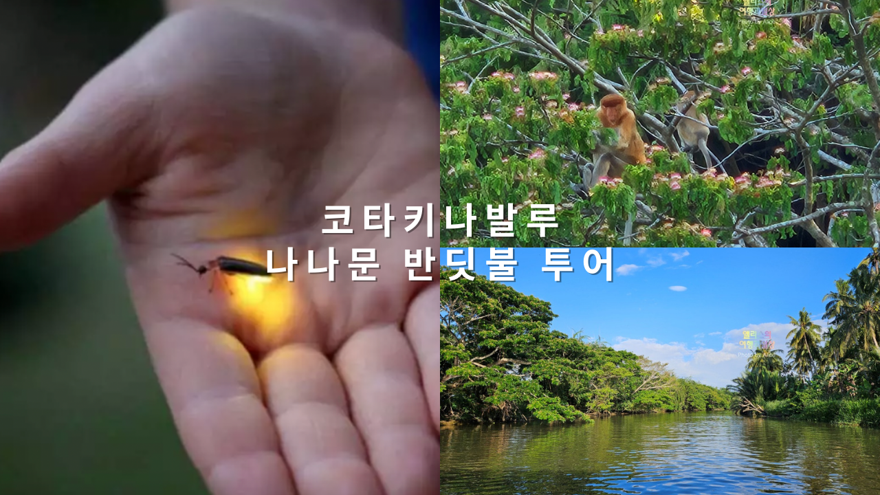 코타키나발루 나나문 반딧불 투어 원숭이 리버크루즈 후기