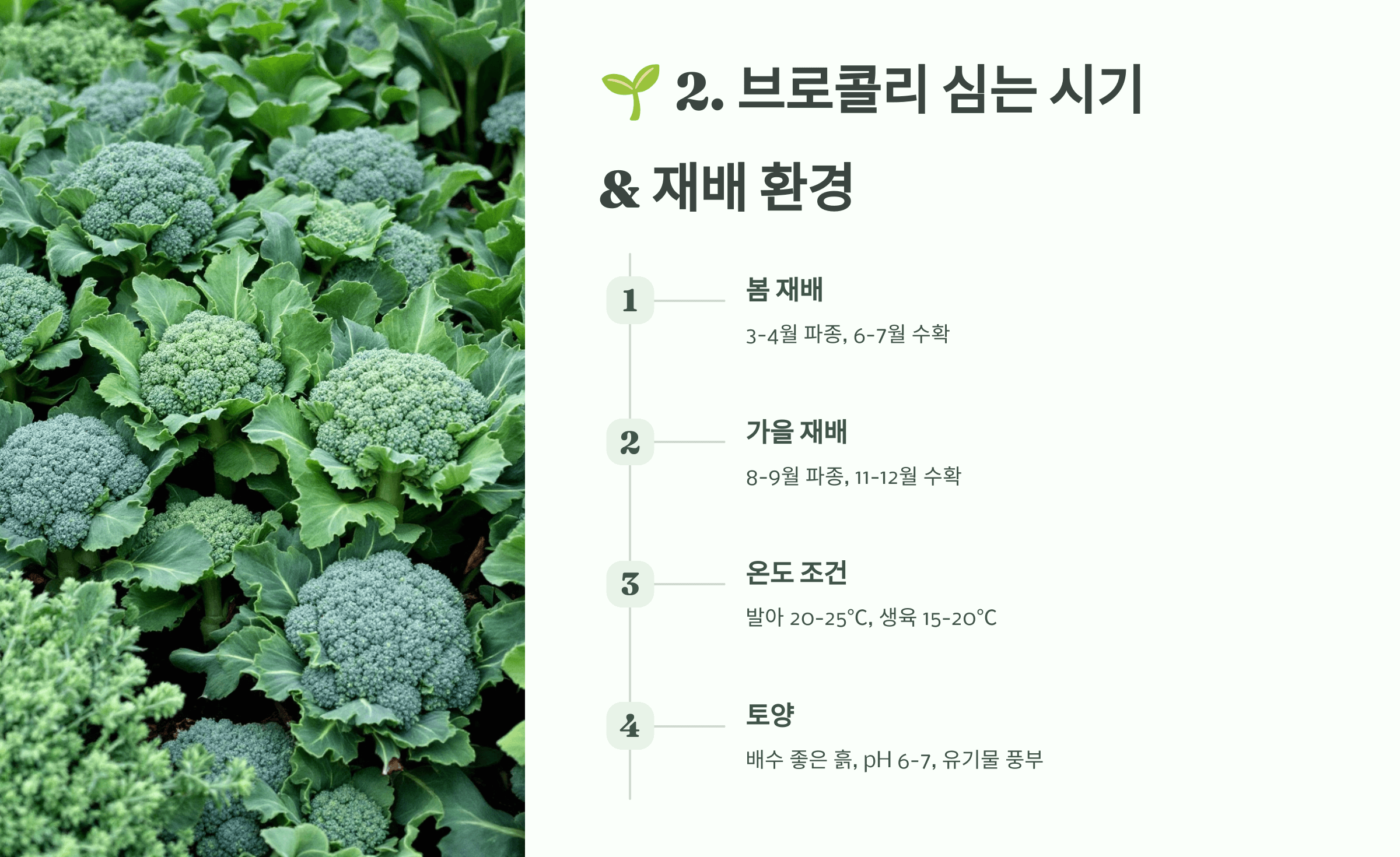 브로콜리 사진입니다.